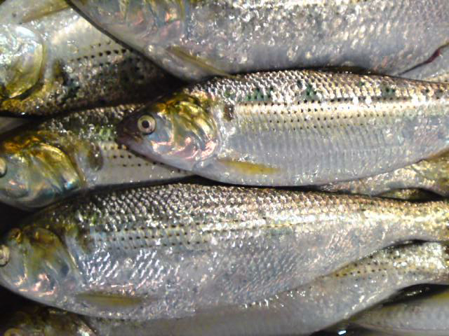 朝水揚げされた鮮魚